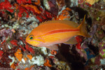 Anthias