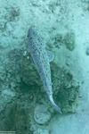 Epinephelinae