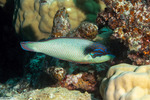 Wrasses
