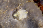 Gastropteridae