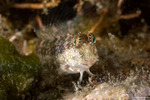 Blenniiformes