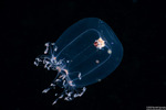 Hydrozoa