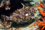 Filefishes
