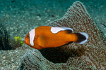 Amphiprion