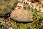 Caenogastropoda