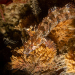Blenniiformes