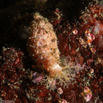Sea Cucumbers