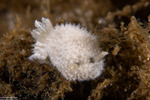 Diaphorodoris