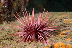 Sea Urchins