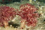 Tube Worms