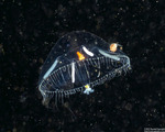 Eutonina