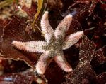 Sea Stars