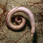 Annelida