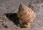 Calliostoma