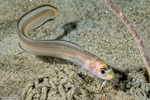 Ophidiidae