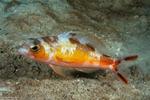 Serranus