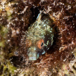Blenniiformes