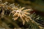 Eubranchus
