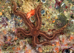 Brittle Stars