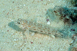 Istigobius