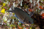Chromis
