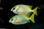 Rabbitfishes