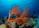 Octocorals
