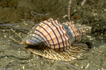 Cancellariidae