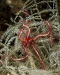 Brittle Stars