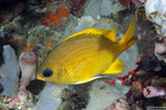 Chromis