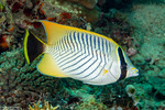 Butterflyfishes