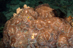 Corallimorphs