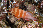 Epinephelinae