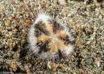 Sea Urchins