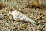 Mollusca