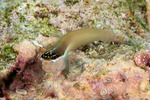 Blenniiformes