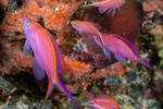 Anthias