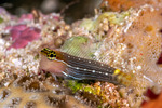 Blennies
