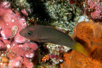 Pseudochromis