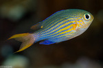 Pycnochromis