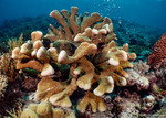 Stony Corals