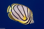 Chaetodon