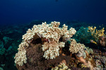 Corals