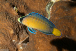 Manonichthys
