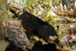 Blenniiformes