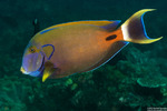 Acanthurus