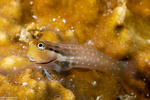 Blenniiformes