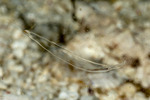Sagittidae