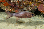 Cardinalfishes
