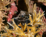 Blenniiformes